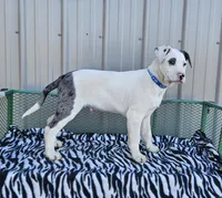 Cookie Crisp, a male Dalmatian and Australian Shepherd for sale in Bethany, IL – Photo 2 of 6