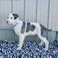 Cookie Crisp, a male Dalmatian and Australian Shepherd for sale in Bethany, IL – Photo 4 of 6