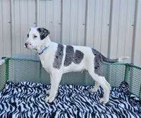Cookie Crisp, a male Dalmatian and Australian Shepherd for sale in Bethany, IL – Photo 4 of 6