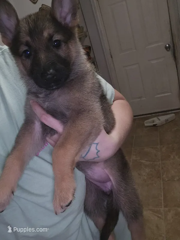 Puppy 2 – German Shepherd Dog puppy for sale in Indianapolis, IN