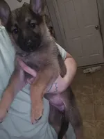 Puppy 2, a female German Shepherd Dog for sale in Indianapolis, IN – 1 of 1