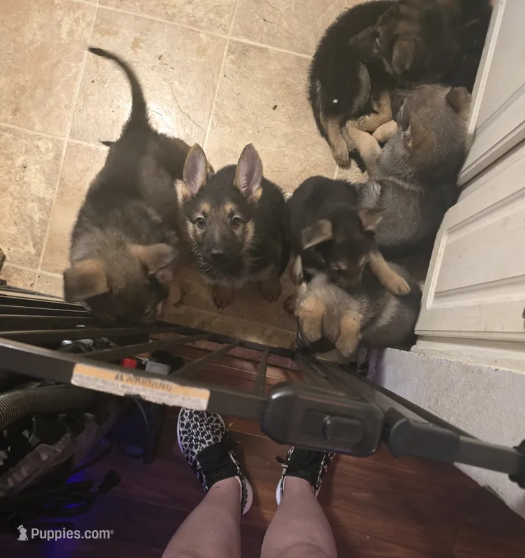 Puppy 6  – German Shepherd Dog puppy for sale in Indianapolis, IN