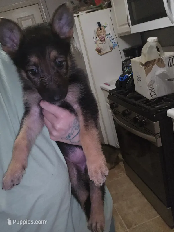 Puppy 5  – German Shepherd Dog puppy for sale in Indianapolis, IN