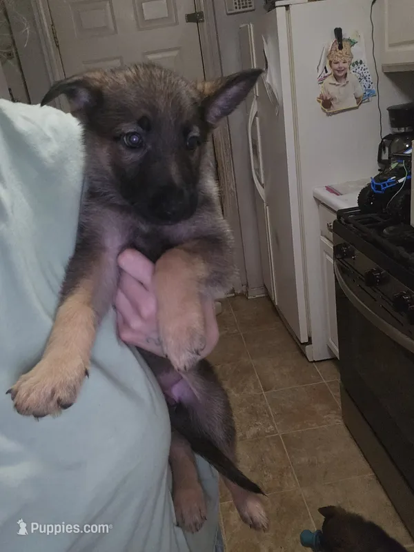 Puppy 4 – German Shepherd Dog puppy for sale in Indianapolis, IN