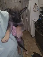 Puppy 4, a female German Shepherd Dog for sale in Indianapolis, IN – 1 of 1