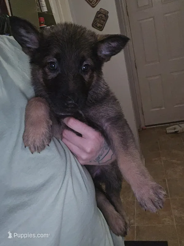 Puppy – German Shepherd Dog puppy for sale in Indianapolis, IN