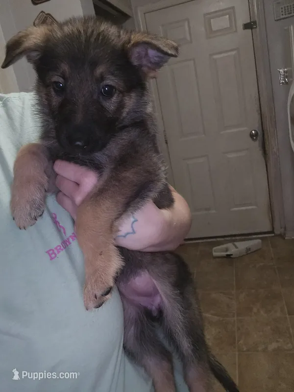 Puppy 3  – German Shepherd Dog puppy for sale in Indianapolis, IN