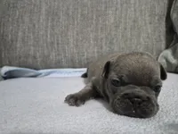Ms. Graycie, a female French Bulldog for sale in Springfield, MO – 4 of 7