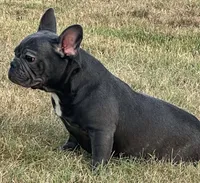 Ms. Jacye Available as Future Mama, a female French Bulldog for sale in Springfield, MO – 7 of 7