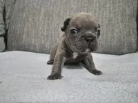 Mr. Larry, a male French Bulldog for sale in Springfield, MO – 7 of 8