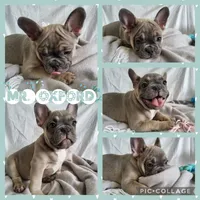 Mr. Oxford, a male French Bulldog for sale in Springfield, MO – 1 of 1