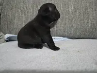 Ms. Black Widow, a female French Bulldog for sale in Springfield, MO – 9 of 9