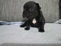 Ms. Black Widow, a female French Bulldog for sale in Springfield, MO – 4 of 9
