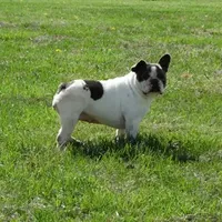 Ms. Stormie, a female French Bulldog for sale in Springfield, MO – Photo 3 of 4