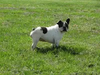 Ms. Stormie, a female French Bulldog for sale in Springfield, MO – Photo 3 of 4