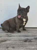 Ms. Maggie, a female French Bulldog for sale in Springfield, MO – Photo 4 of 6