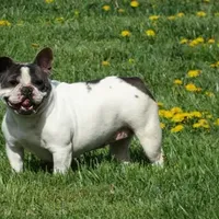 Ms. Stormie, a female French Bulldog for sale in Springfield, MO – Photo 1 of 4