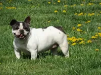 Ms. Stormie, a female French Bulldog for sale in Springfield, MO – Photo 1 of 4
