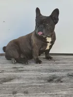 Ms. Maggie, a female French Bulldog for sale in Springfield, MO – Photo 3 of 6