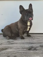 Ms. Maggie, a female French Bulldog for sale in Springfield, MO – Photo 1 of 6