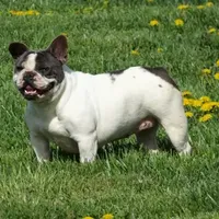 Ms. Stormie, a female French Bulldog for sale in Springfield, MO – Photo 2 of 4