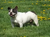 Ms. Stormie, a female French Bulldog for sale in Springfield, MO – Photo 2 of 4