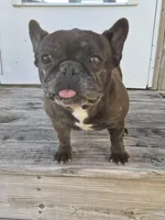 Ms. Maggie, a female French Bulldog for sale in Springfield, MO – Photo 6 of 6