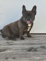 Ms. Maggie, a female French Bulldog for sale in Springfield, MO – Photo 5 of 6