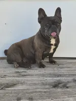 Ms. Maggie, a female French Bulldog for sale in Springfield, MO – Photo 2 of 6