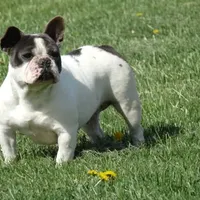 Ms. Stormie, a female French Bulldog for sale in Springfield, MO – Photo 4 of 4