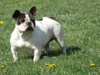 Ms. Stormie, a female French Bulldog for sale in Springfield, MO – Photo 4 of 4