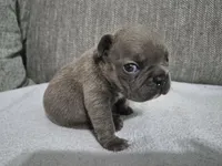 Mr. Larry, a male French Bulldog for sale in Springfield, MO – 4 of 8