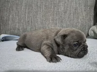 Ms. Graycie, a female French Bulldog for sale in Springfield, MO – 3 of 7