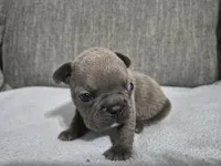 Mr. Larry, a male French Bulldog for sale in Springfield, MO – 3 of 8