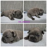 Ms. Graycie, a female French Bulldog for sale in Springfield, MO – 1 of 7