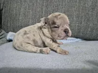 Ms. Princess Snow, a female French Bulldog for sale in Springfield, MO – 3 of 9