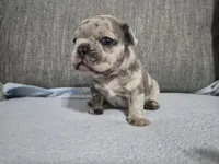 Ms. Marlee, a female French Bulldog for sale in Springfield, MO – 7 of 7