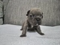 Mr. Larry, a male French Bulldog for sale in Springfield, MO – 2 of 8