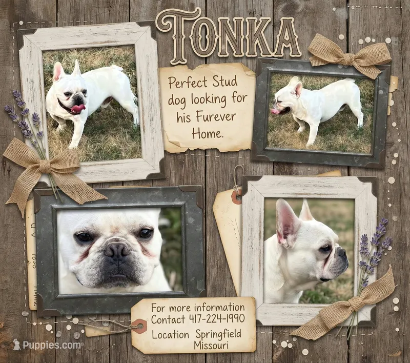 Mr. Tonka Available as STUD, a male French Bulldog for sale in Springfield, MO – 1 of 10