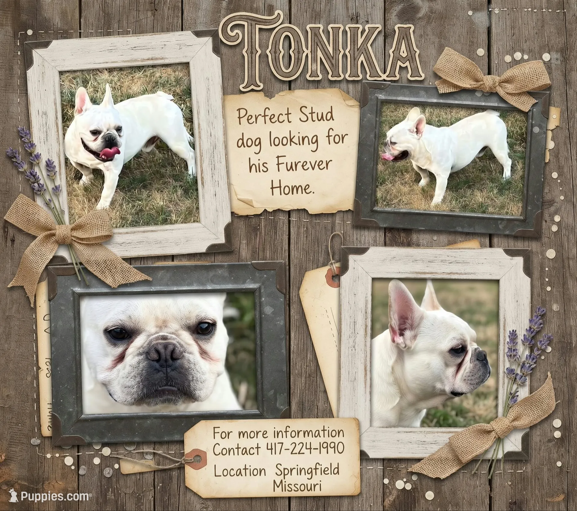 Mr. Tonka Available as STUD, a male French Bulldog for sale in Springfield, MO – 1 of 10