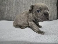 Mr. Moe, a male French Bulldog for sale in Springfield, MO – 4 of 8