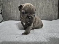 Mr. Curly, a male French Bulldog for sale in Springfield, MO – 8 of 8