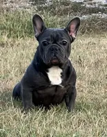 Ms. Jacye Available as Future Mama, a female French Bulldog for sale in Springfield, MO – 3 of 7