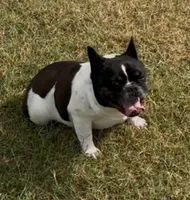 Ms. Brynlee Retired Mama, a female French Bulldog for sale in Springfield, MO – 2 of 6