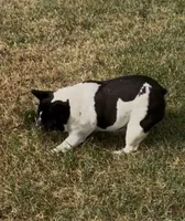 Ms. Brynlee Retired Mama, a female French Bulldog for sale in Springfield, MO – 6 of 6