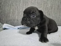 Ms. Black Widow, a female French Bulldog for sale in Springfield, MO – 5 of 9