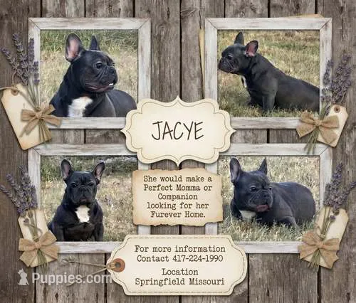 Ms. Jacye Available as Future Mama, a female French Bulldog for sale in Springfield, MO – 1 of 7