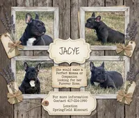 Ms. Jacye Available as Future Mama, a female French Bulldog for sale in Springfield, MO – 1 of 7