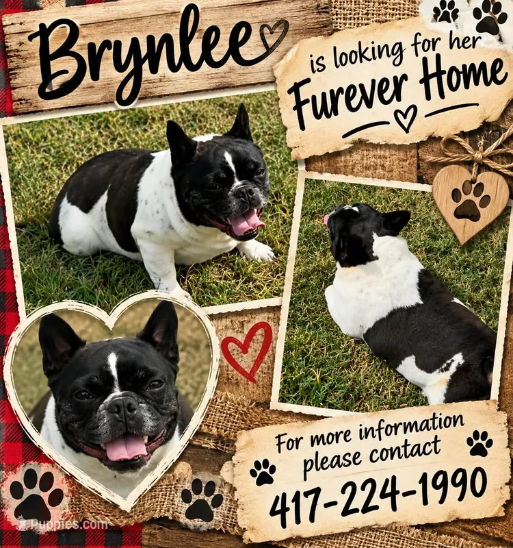 Ms. Brynlee Retired Mama, a female French Bulldog for sale in Springfield, MO – 1 of 6