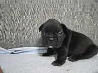 Ms. Black Widow, a female French Bulldog for sale in Springfield, MO – 6 of 9
